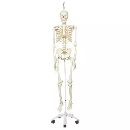 Scheletro classico Stan, su cavalletto da appendere a 5 gambe A10/1