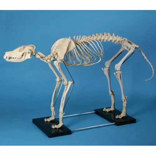 Modello di Scheletro di cane di grande taglia Erler Zimmer VET1640