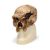 Modello di cranio antropologico - Steinheim VP753/1
