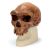 Modello di cranio antropologico - Broken Hill ou Kabwe VP754/1