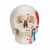Cranio, modello classico, dipinto, in 3 parti A23