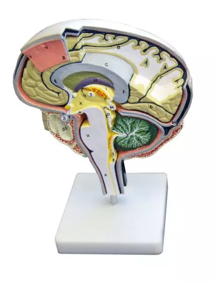 Modello anatomico di sezione del cervello C77 Erler Zimmer