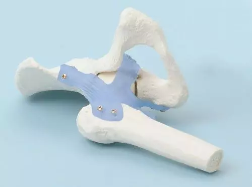 Modello di articolazione dell'anca con legamenti 4555 Erler Zimmer