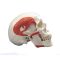 Modello classico di cranio con muscolatura masticatoria, in 2 parti A24