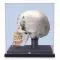 Modello di lusso del cranio per dimostrazioni, con vetrina A27/9