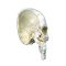 BONElike Cranio - metà cranio osseo, in 4 parti A280