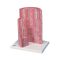 Modello del Tubo digerente 3B MicroAnatomy - Ingrandito 20 volte K23