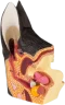 Modello anatomico dell'orecchio canino