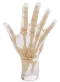 Fantasma radiografico della mano Erler Zimmer