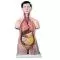 Torso bisessuato asiatico, in 18 parti B32/1