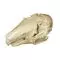 Cranio di lepre (Lepus europaeus) T30019