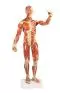 Modello anatomico di muscolatura B90 Erler Zimmer
