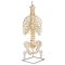 Colonna vertebrale flessibile classica, con torace e sezioni del femore A56/2