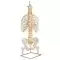 Colonna vertebrale flessibile classica, con torace e sezioni del femore A56/2