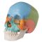 Cranio scomponibile 3B Scientific- Versione didattica in 22 parti A291