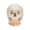 Cranio, modello classico, con mandibola aperta A22