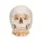 Cranio, modello classico, con mandibola aperta A22