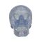 Cranio, modello classico, trasparente, in 3 parti A20/T