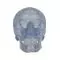 Cranio, modello classico, trasparente, in 3 parti A20/T