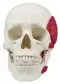 Modello di cranio con muscoli masticatori in 2 parti Erler Zimmer 4512