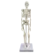 Mini scheletro anatomico umano 45cm Mediprem