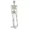 Mini scheletro anatomico umano 45cm Mediprem