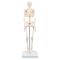 Mini scheletro, Shorty, su base A18