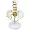 Modello anatomico del bacino con vertebre lombari in 5 pezzi Mediprem