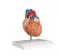 Modello anatomico di cuore in 2 parti Mediprem