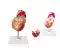 Modello anatomico di cuore Mediprem