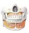 Modello anatomico dentatura adulto Mediprem 
