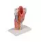 Modello anatomico di laringe ingrandita 2 volte in 5 parti G221 Erler Zimmer
