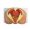 Modello anatomico di perineo maschile 