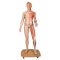 Figura con muscoli 3B Scientific a grandezza naturale, bisessuato, europea, in 39 parti B53