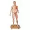 Figura con muscoli 3B Scientific a grandezza naturale, bisessuato, europea, in 39 parti B53