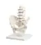 Modello anatomico di colonna vertebrale lombare con bacino su stativo 4040 Erler Zimmer