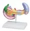 Modello di pancreas, milza e cistifellea con patologie Erler Zimmer K295