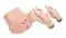 Manichino di parto con Forcipe Erler Zimmer R10181
