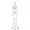Scheletro classico Stan, su cavalletto da appendere a 5 gambe A10/1