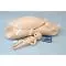 Torso materno e neonatale W45113 3B Scientific