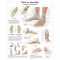Tavola anatomica Piedi e Caviglie - Anatomia e patologie VR2176L 3B Scientific