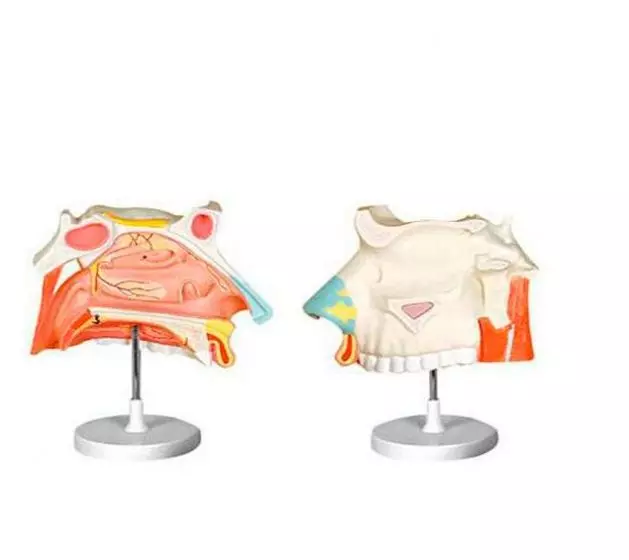 Modello anatomico del setto nasale in 2 parti