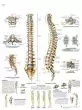 Tavola anatomica La colonna vertebrale, Anatomia e patologie VR2152UU 3B Scientific