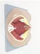 Modello anatomico di perineo femminile