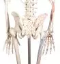 Modello anatomico di scheletro "Arnold“ con marcatura muscoli 3008 Erler Zimmer