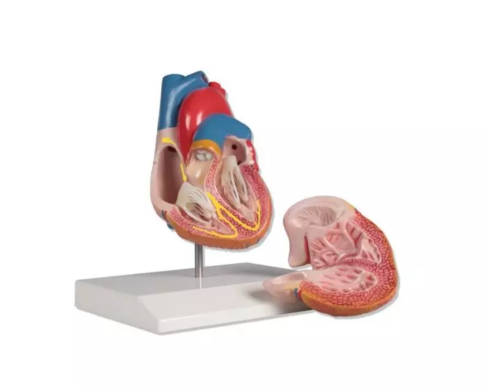 Modello anatomico cuore in 2 parti con sistema di conduzione G207 Erler Zimmer 