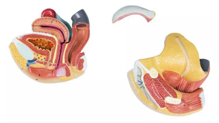 Modello anatomico dell'apparato genitale femminile in 4 parti