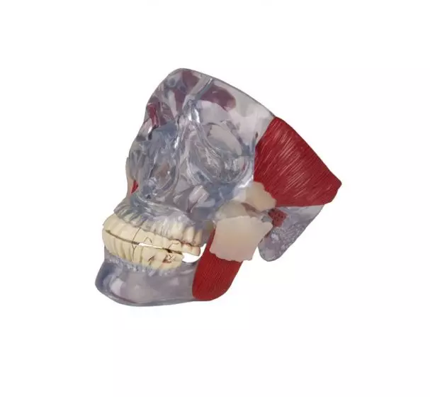 Modello di articolazione del cranio Erler Zimmer 4511