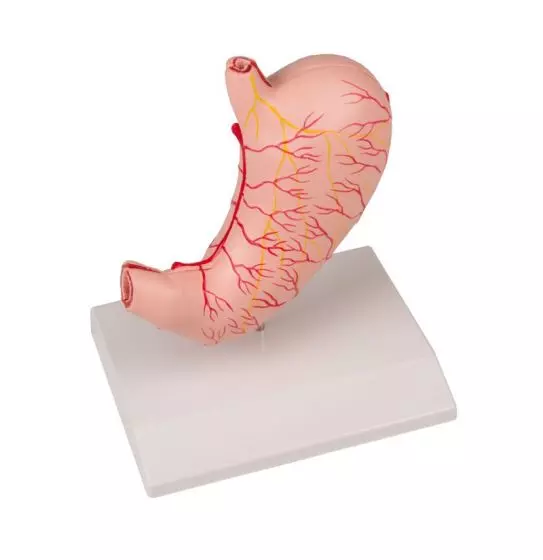 Modello di stomaco in 2 parti K215 Erler Zimmer