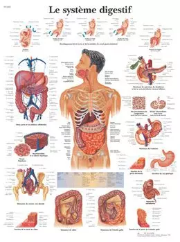 Tavola anatomica, L'apparato digestivo VR2422UU 3B Scientific